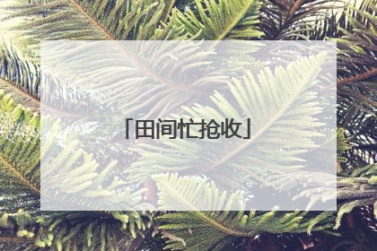 田间忙抢收