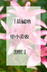 盐碱地里小麦收割忙