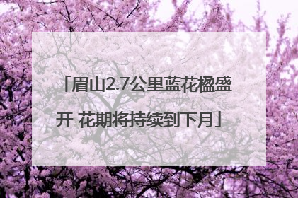 眉山2.7公里蓝花楹盛开 花期将持续到下月