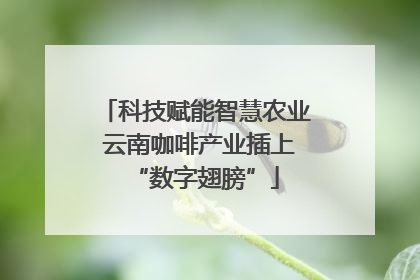 科技赋能智慧农业 云南咖啡产业插上“数字翅膀”