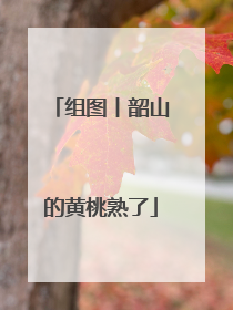 组图丨韶山的黄桃熟了