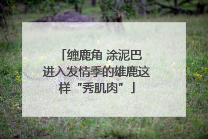 缠鹿角 涂泥巴 进入发情季的雄鹿这样“秀肌肉”