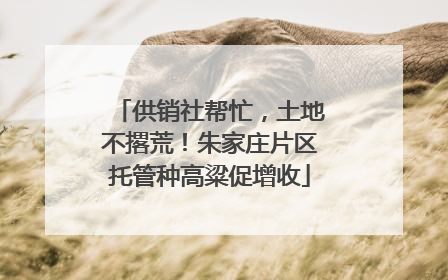 供销社帮忙，土地不撂荒！朱家庄片区托管种高粱促增收