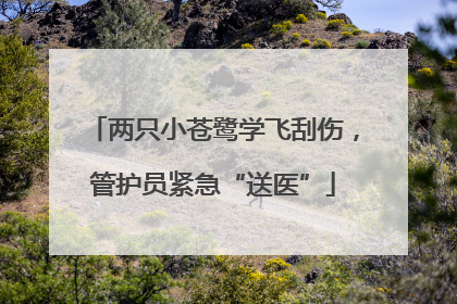 两只小苍鹭学飞刮伤，管护员紧急“送医”