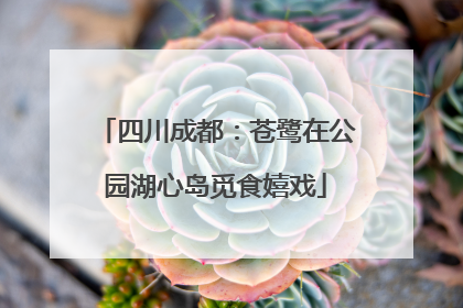 四川成都：苍鹭在公园湖心岛觅食嬉戏