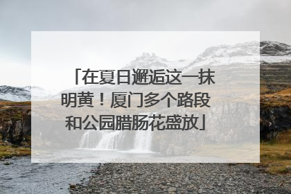 在夏日邂逅这一抹明黄！厦门多个路段和公园腊肠花盛放