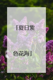夏日紫色花海