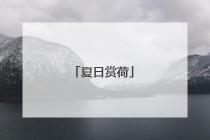 夏日赏荷