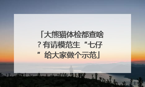 大熊猫体检都查啥？有请模范生“七仔”给大家做个示范