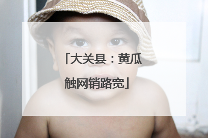 大关县：黄瓜触网销路宽