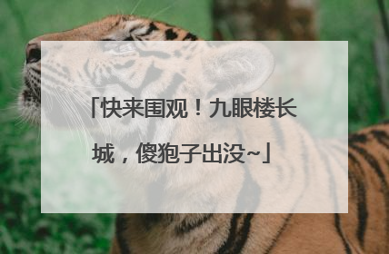 快来围观！九眼楼长城，傻狍子出没~