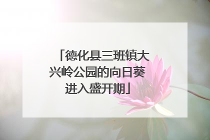 德化县三班镇大兴岭公园的向日葵进入盛开期