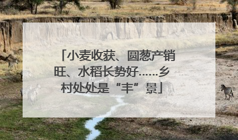 小麦收获、圆葱产销旺、水稻长势好……乡村处处是“丰”景