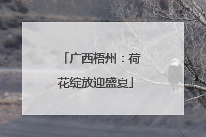 广西梧州：荷花绽放迎盛夏