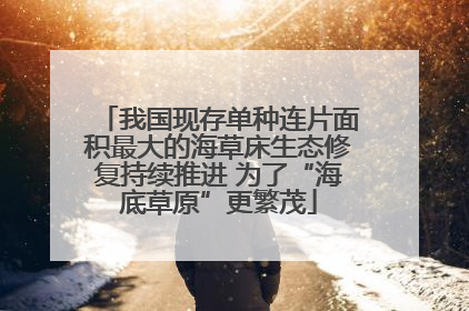 我国现存单种连片面积最大的海草床生态修复持续推进 为了“海底草原”更繁茂
