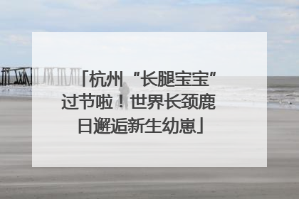 杭州“长腿宝宝”过节啦！世界长颈鹿日邂逅新生幼崽
