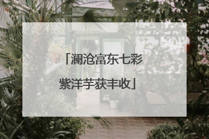 澜沧富东七彩紫洋芋获丰收