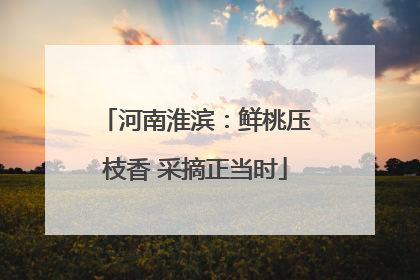 河南淮滨：鲜桃压枝香 采摘正当时