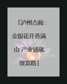 泸州古蔺：金银花开香满山 产业铺就致富路