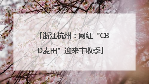 浙江杭州：网红“CBD麦田”迎来丰收季