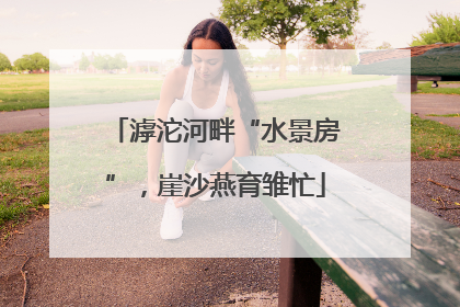 滹沱河畔“水景房”，崖沙燕育雏忙