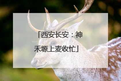 西安长安：神禾塬上麦收忙