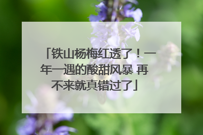 铁山杨梅红透了！一年一遇的酸甜风暴 再不来就真错过了
