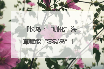 长岛：“驯化”海草赋能“零碳岛”