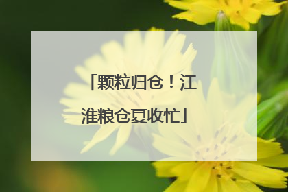 颗粒归仓！江淮粮仓夏收忙