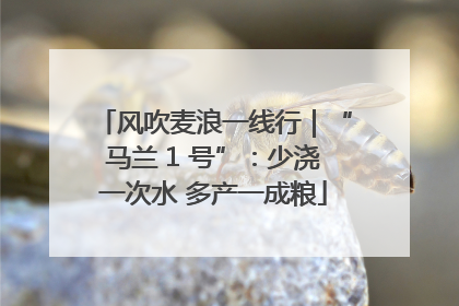 风吹麦浪一线行｜“马兰 1 号”：少浇一次水 多产一成粮