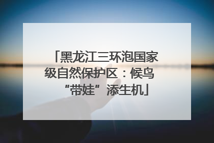 黑龙江三环泡国家级自然保护区：候鸟“带娃”添生机