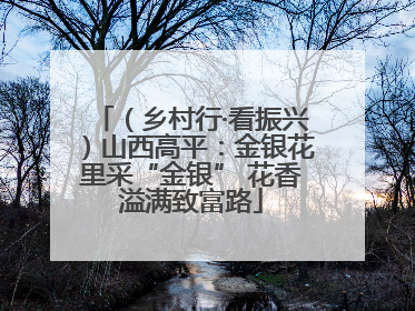 （乡村行·看振兴）山西高平：金银花里采“金银” 花香溢满致富路