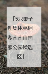 5只果子狸集体亮相湖南南山国家公园候选区